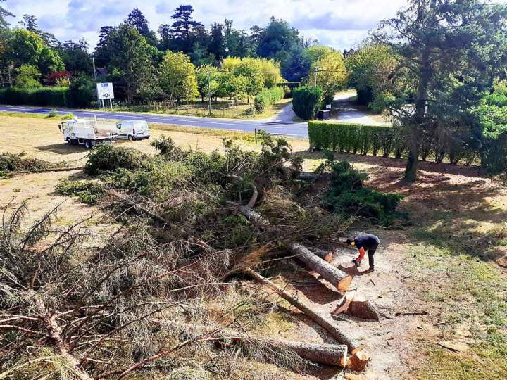 Abattage arbre Orne