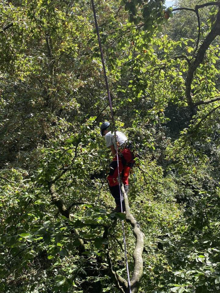 Élagueur professionnel Orne