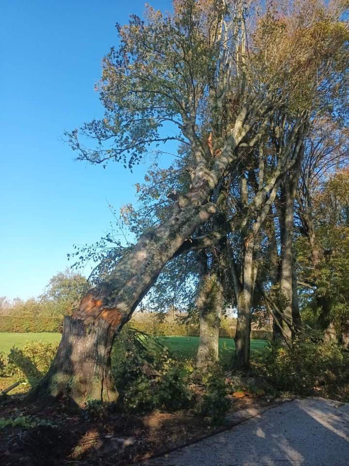 Service abattage arbre Orne