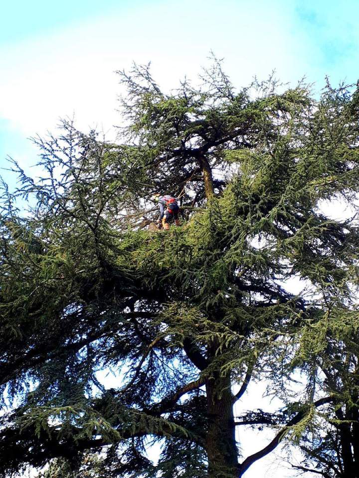 Interventions sécurisées pour la santé de vos arbres