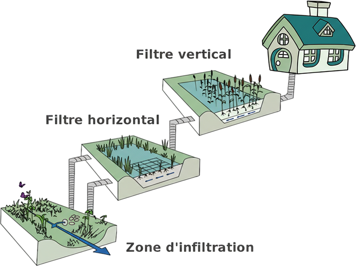 Illustration fonctionnement épuration par les plantes Orne