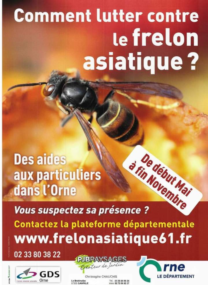 Affiche Comment lutter contre le frelon asiatique Orne